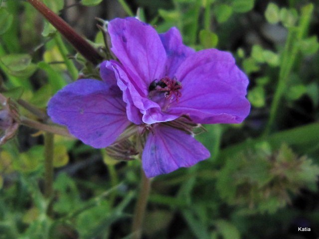 Erodium alpinum